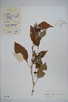 類鴨趾草鳳仙花藏品圖，第1張