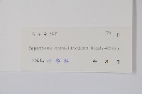 類鴨趾草鳳仙花藏品圖，第2張