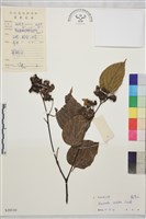 拐棗、枳椇藏品圖，第1張