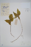 登錄號:S039312藏品圖，第1張