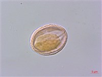 檸檬清風藤藏品圖，第2張