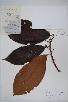 水東哥藏品圖，第1張