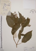 大青藏品圖，第1張