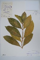 登錄號:S039328藏品圖，第1張