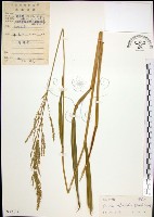 棕葉狗尾草藏品圖，第1張