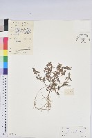 鐵莧菜藏品圖，第1張