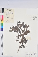 黑面神藏品圖，第1張