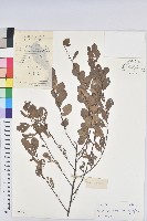 白飯樹藏品圖，第1張