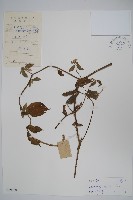 土牛膝藏品圖，第1張