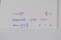 土牛膝藏品圖，第2張