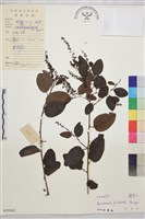 多花勾兒茶, 多花黃鱔藤藏品圖，第1張