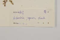 牡蒿藏品圖，第3張