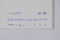 酸藤藏品圖，第2張