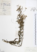 美洲假蓬藏品圖，第1張