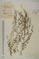 地膚、掃手草藏品圖，第1張