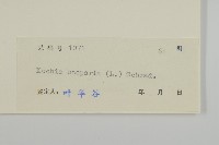 地膚、掃手草藏品圖，第3張