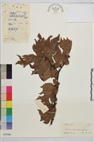 薄葉鼠李藏品圖，第1張