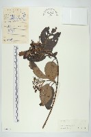 梜木藏品圖，第1張