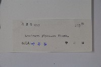 忍冬、金銀花藏品圖，第2張