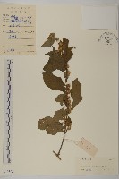 天名精藏品圖，第1張