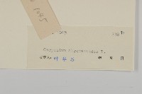 天名精藏品圖，第3張