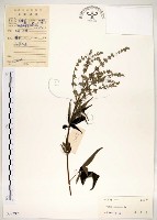 黃荊藏品圖，第1張