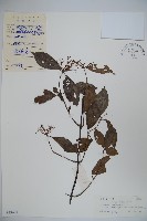 狹葉莢迷藏品圖，第1張