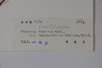 狹葉莢迷藏品圖，第2張