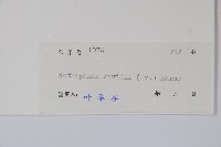 異葉梁王茶藏品圖，第2張