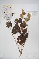 金銀忍冬藏品圖，第1張