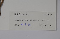 金銀忍冬藏品圖，第2張