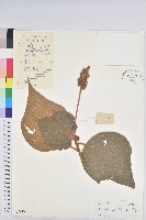 毛桐藏品圖，第1張