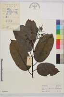 尼布魯鼠李藏品圖，第1張