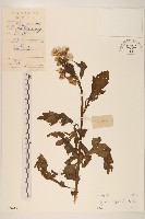 野茼蒿藏品圖，第1張