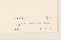 野茼蒿藏品圖，第3張