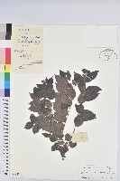 毛果算盤子藏品圖，第1張