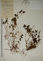 酢漿草藏品圖，第1張