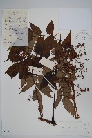 棘莖蔥木藏品圖，第1張