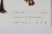 棘莖蔥木藏品圖，第2張