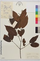 鉤狀雀梅藤, 巒大雀梅藤藏品圖，第1張