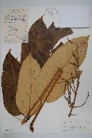 穗序鵝掌柴藏品圖，第1張