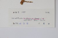 穗序鵝掌柴藏品圖，第2張