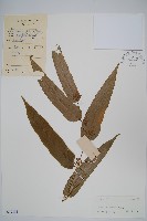 小花八角楓藏品圖，第1張