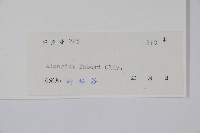 小花八角楓藏品圖，第2張