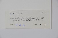 灰葉冬青藏品圖，第2張