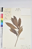 多花杜鵑藏品圖，第1張