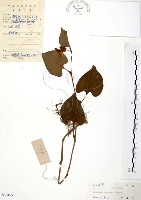 臭腥草、蕺菜藏品圖，第1張