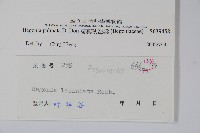 裂葉秋海棠藏品圖，第2張