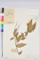 毛果巴豆藏品圖，第1張