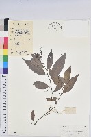 日本五月茶、南投五月茶藏品圖，第1張